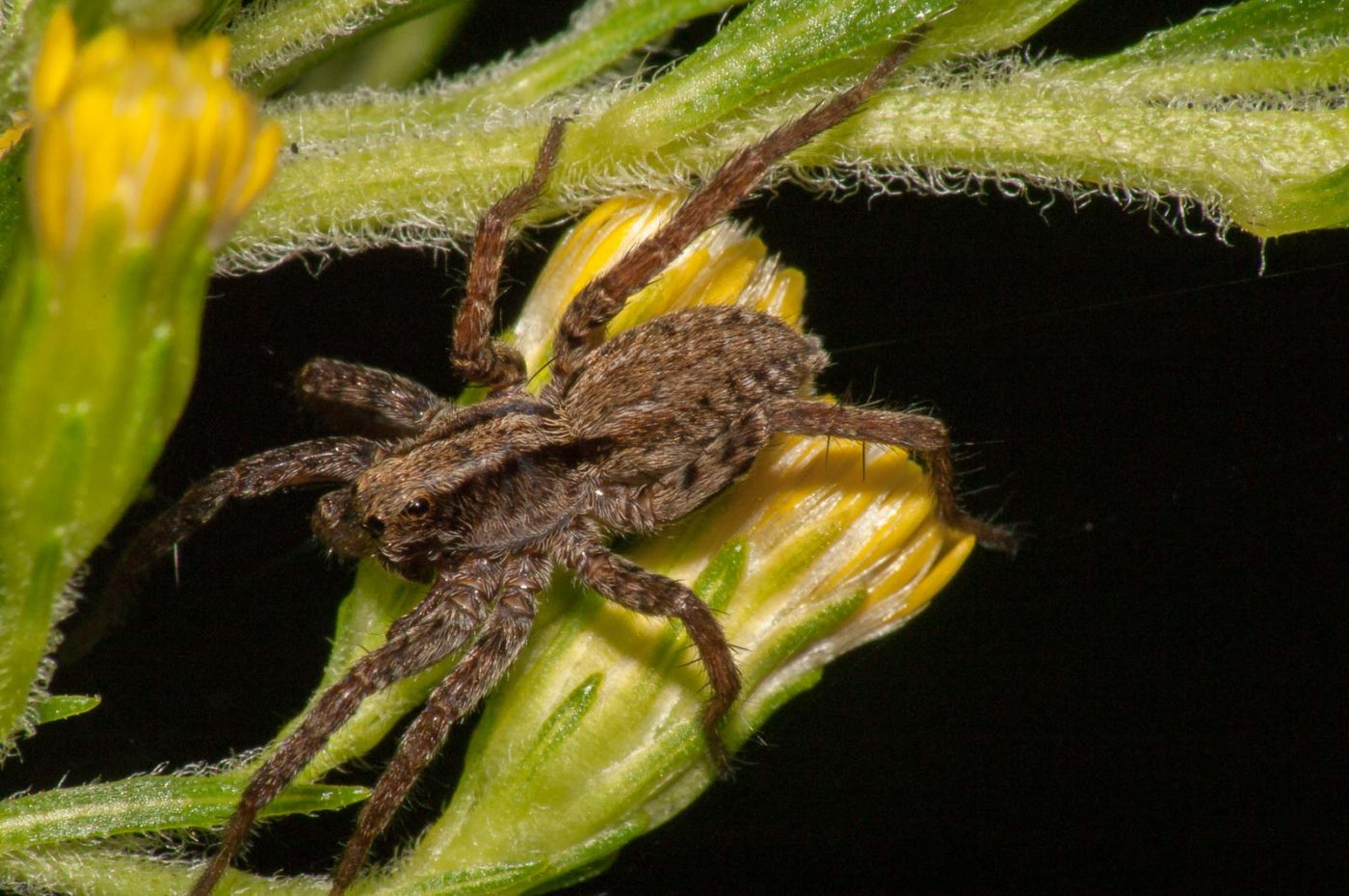2017-08-21 - NSG Resser Wald und Emscherbruch