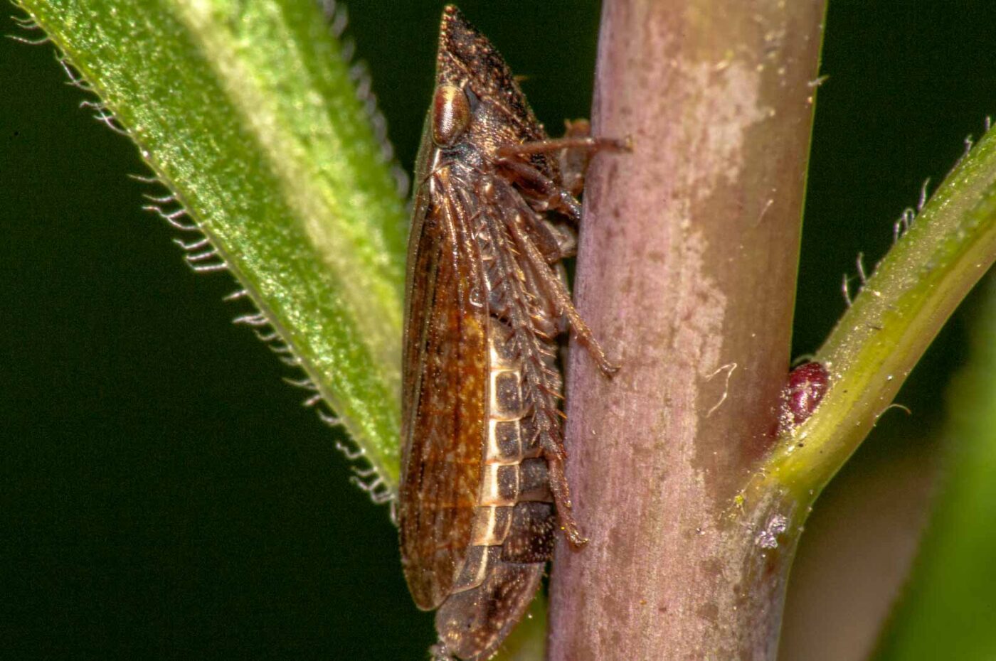 2017-08-21 - NSG Resser Wald und Emscherbruch