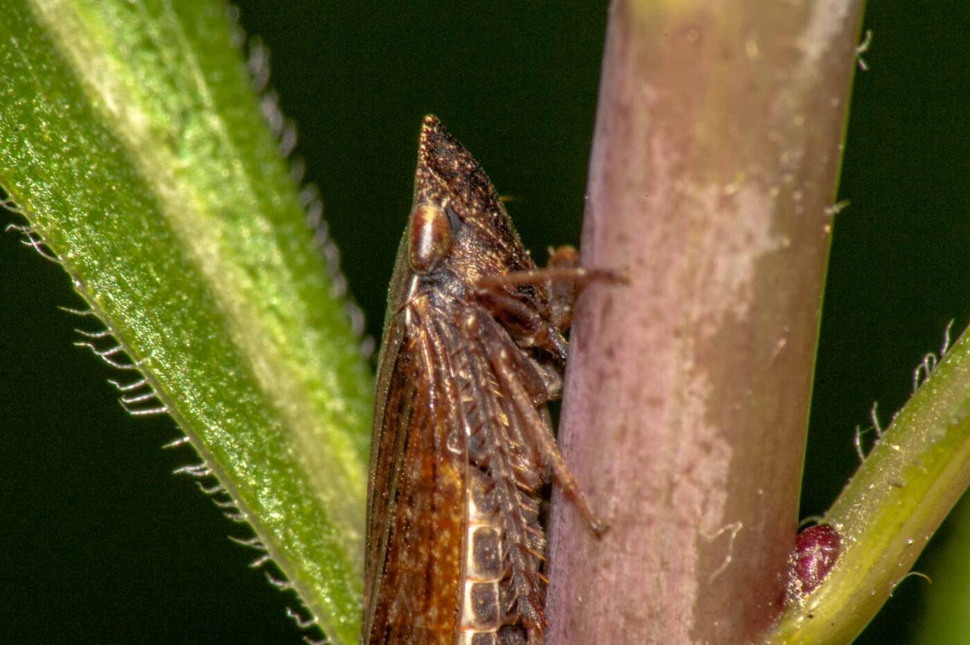 2017-08-21 - NSG Resser Wald und Emscherbruch