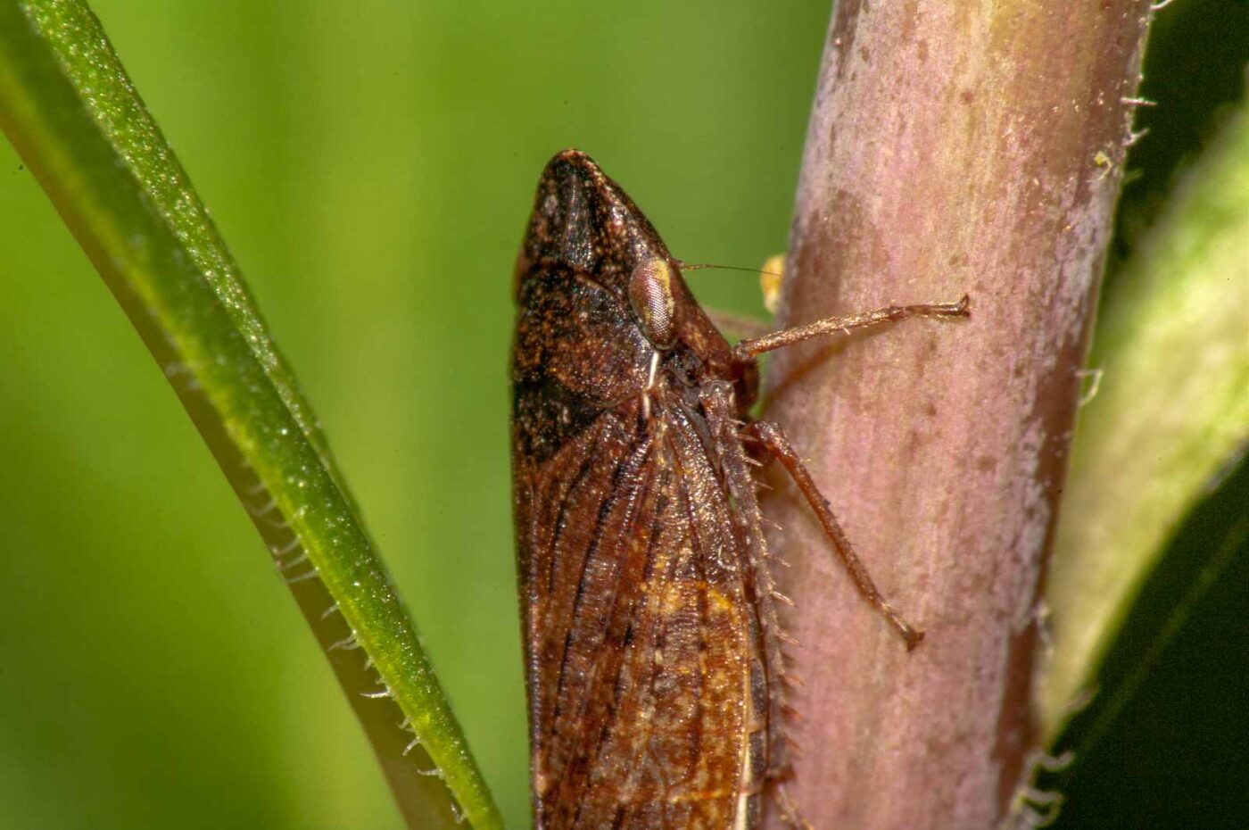 2017-08-21 - NSG Resser Wald und Emscherbruch