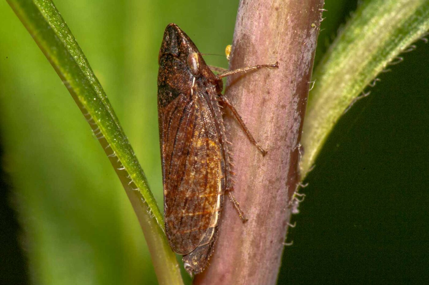 2017-08-21 - NSG Resser Wald und Emscherbruch