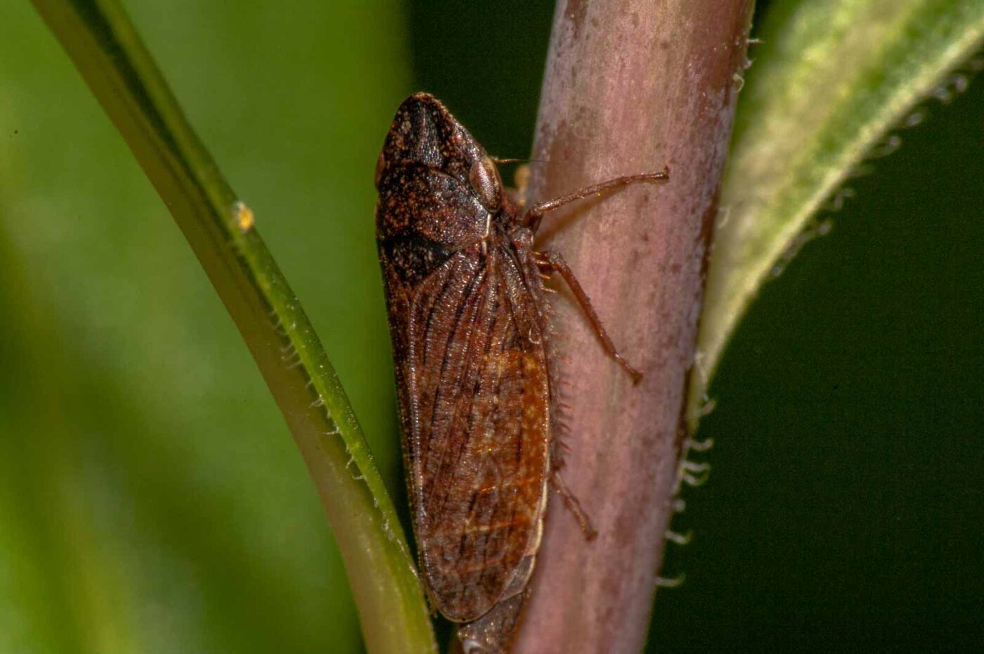 2017-08-21 - NSG Resser Wald und Emscherbruch