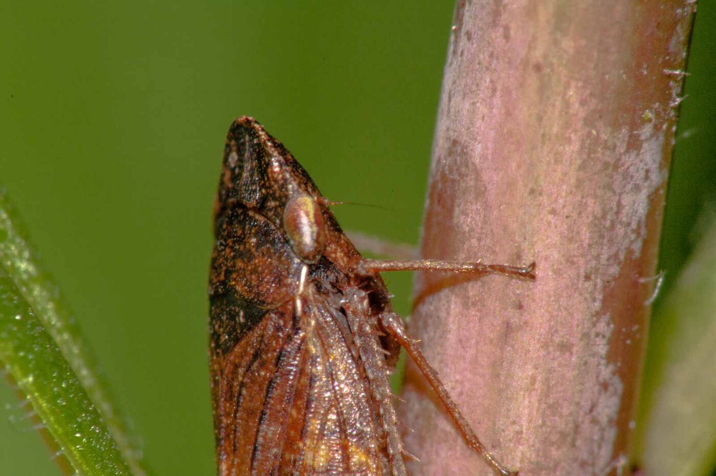 2017-08-21 - NSG Resser Wald und Emscherbruch