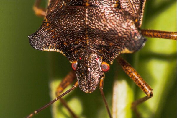 2017-08-23 - NSG Resser Wald und Emscherbruch
