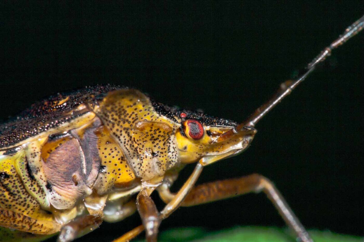 2017-08-23 - NSG Resser Wald und Emscherbruch