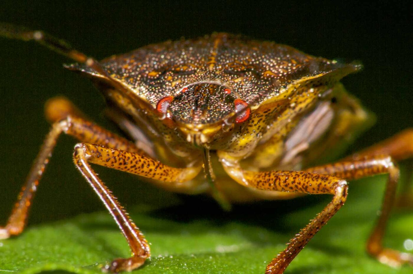 2017-08-23 - NSG Resser Wald und Emscherbruch