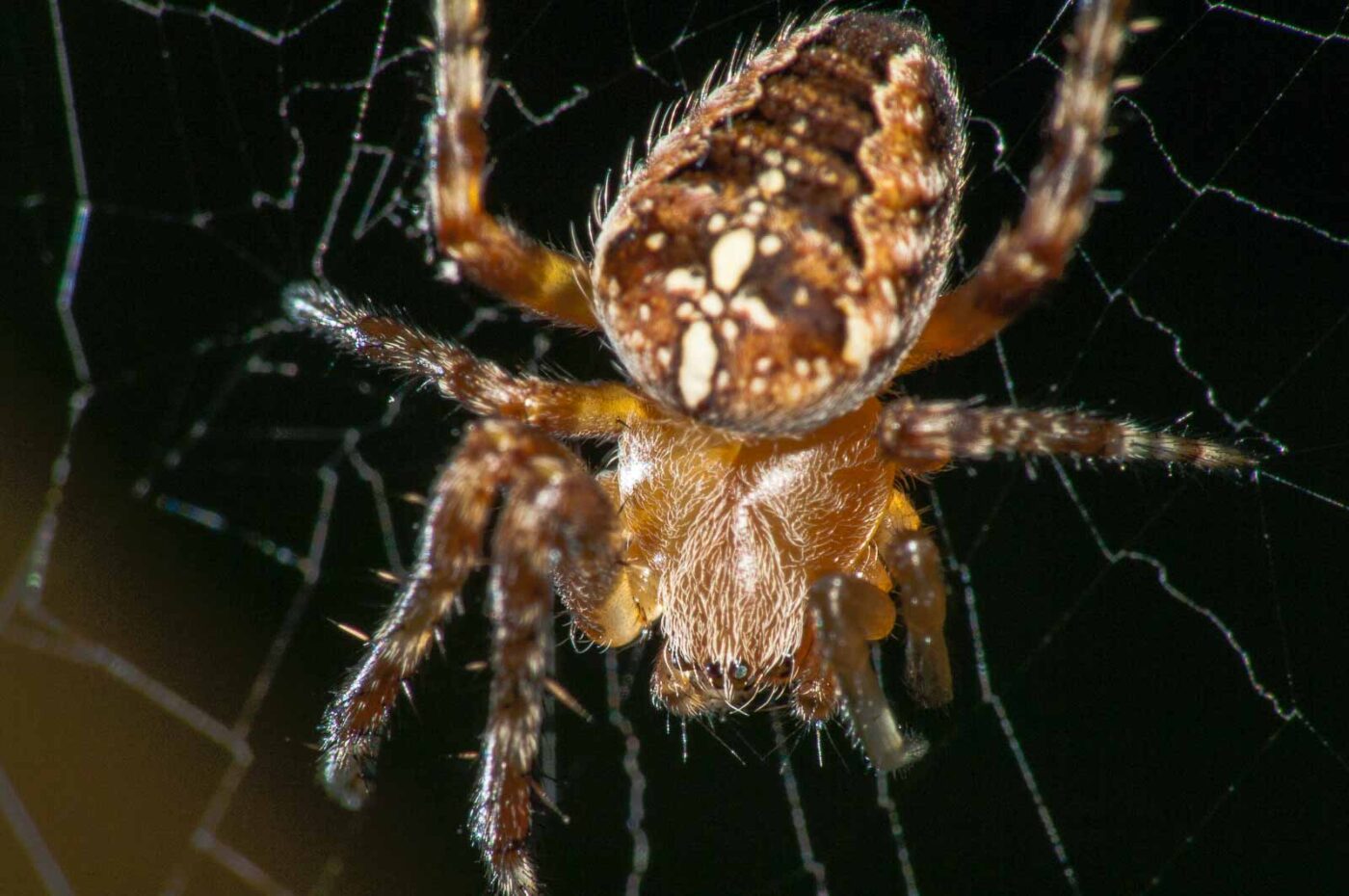 2017-08-23 - NSG Resser Wald und Emscherbruch