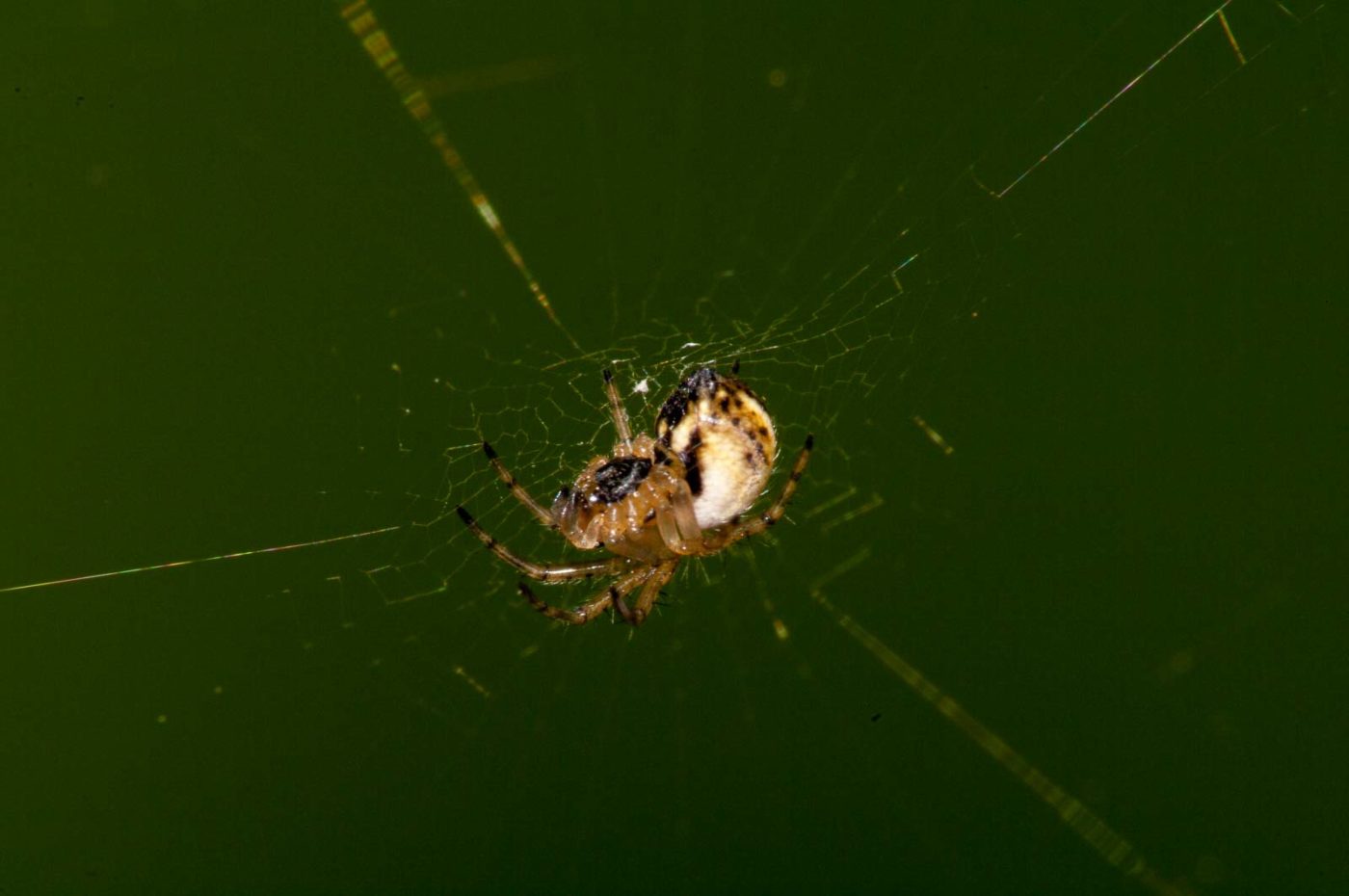 2017-08-23 - NSG Resser Wald und Emscherbruch