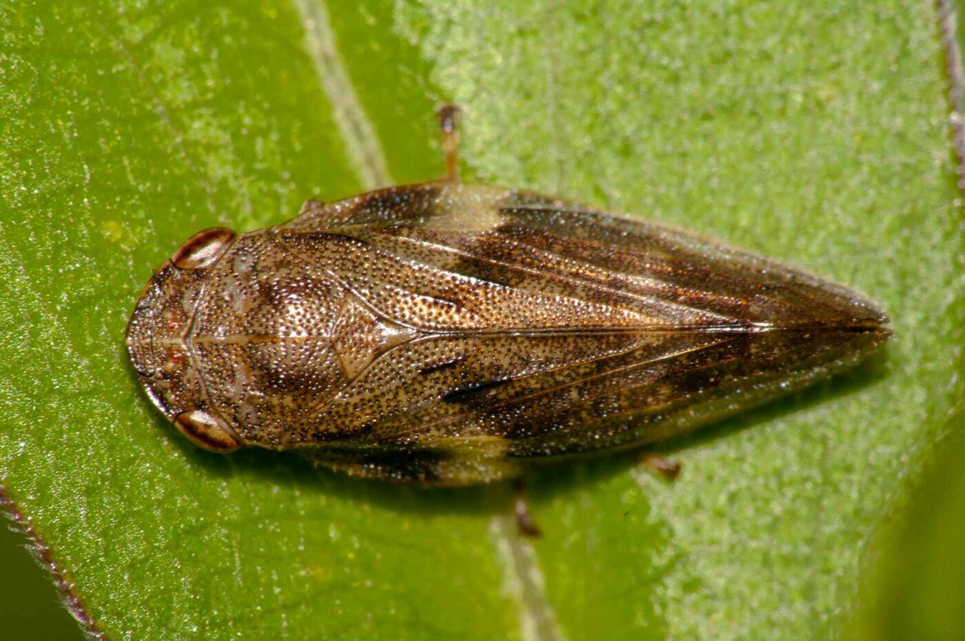 2017-08-23 - NSG Resser Wald und Emscherbruch