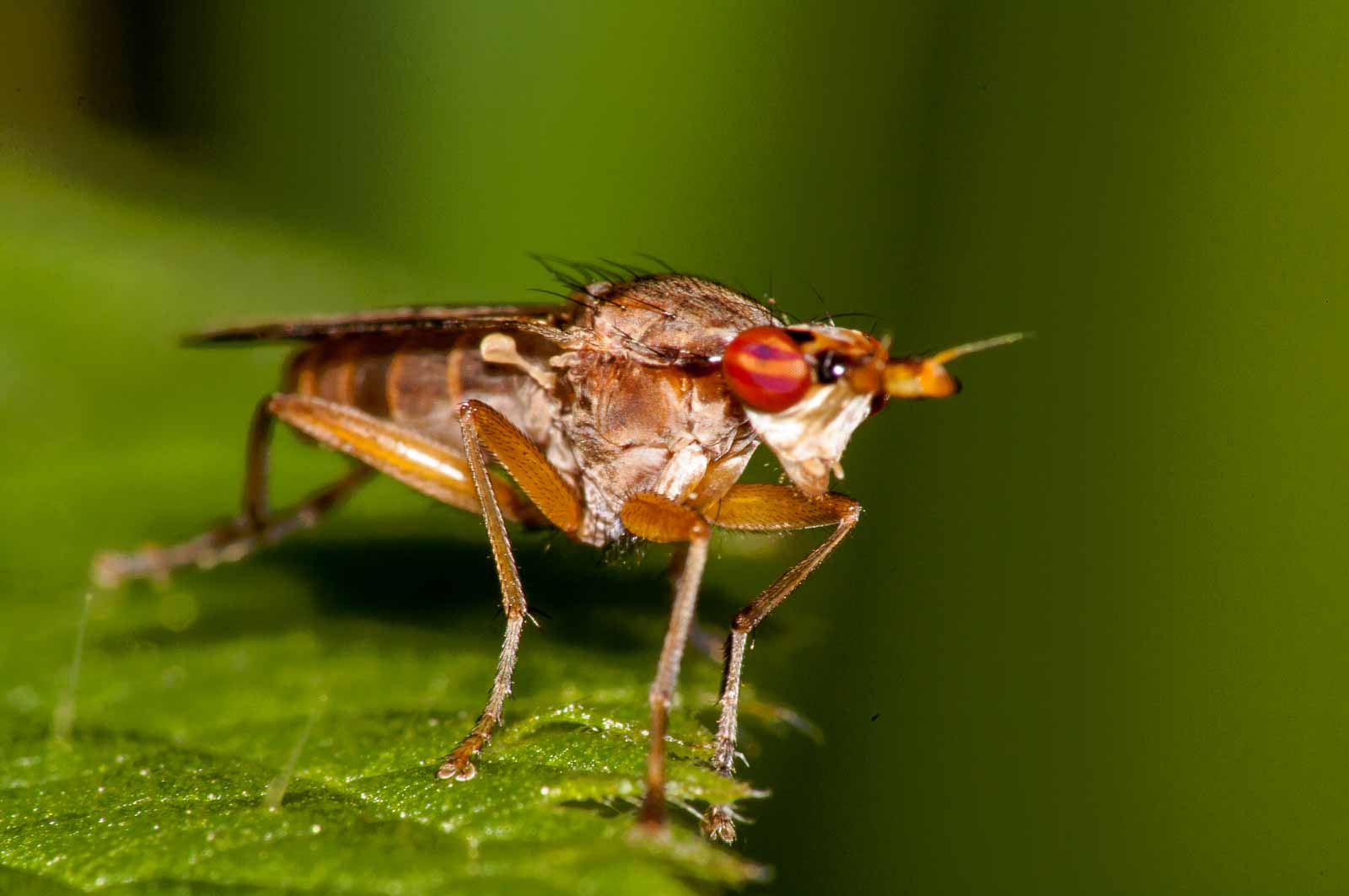 °melierte schneckenfliege°