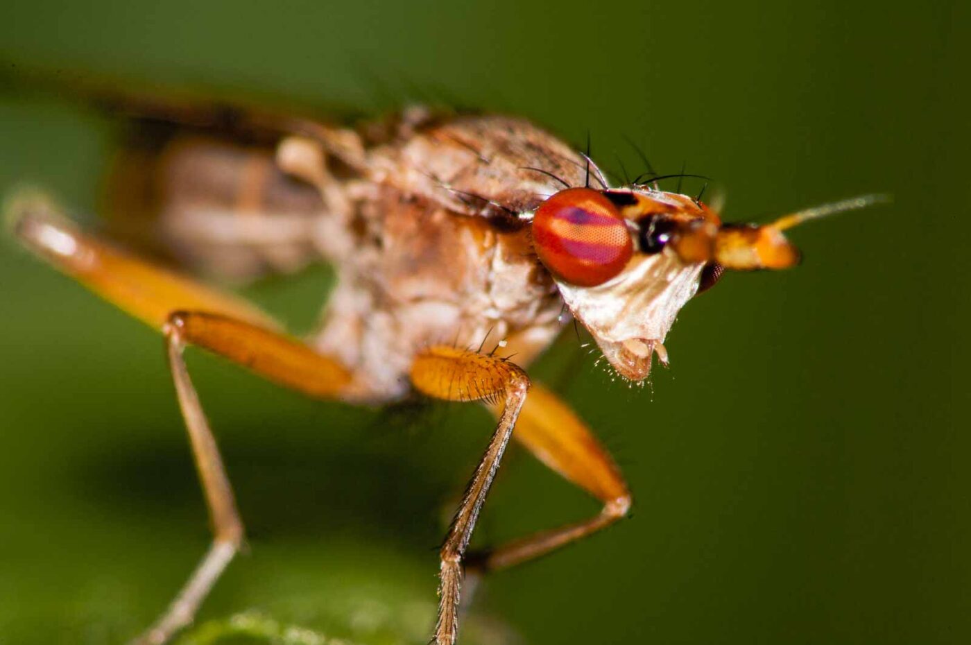 2017-08-23 - NSG Resser Wald und Emscherbruch