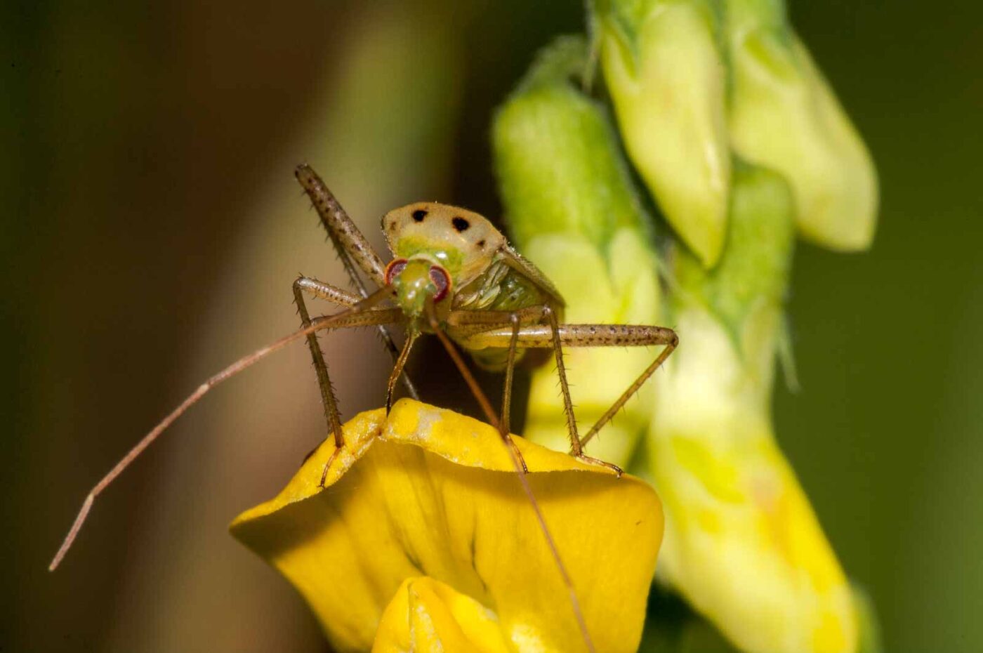 2017-08-23 - NSG Resser Wald und Emscherbruch