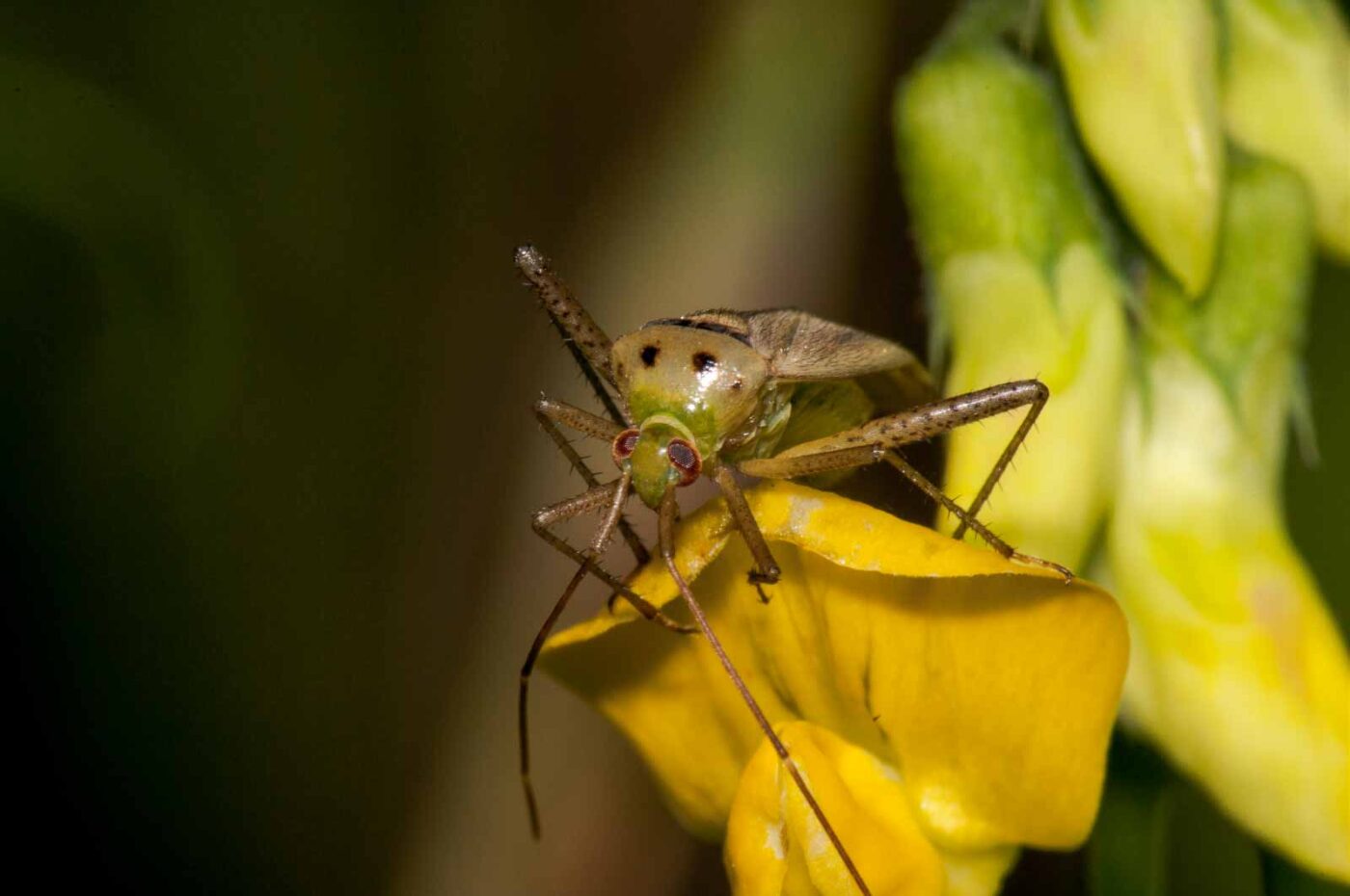 2017-08-23 - NSG Resser Wald und Emscherbruch