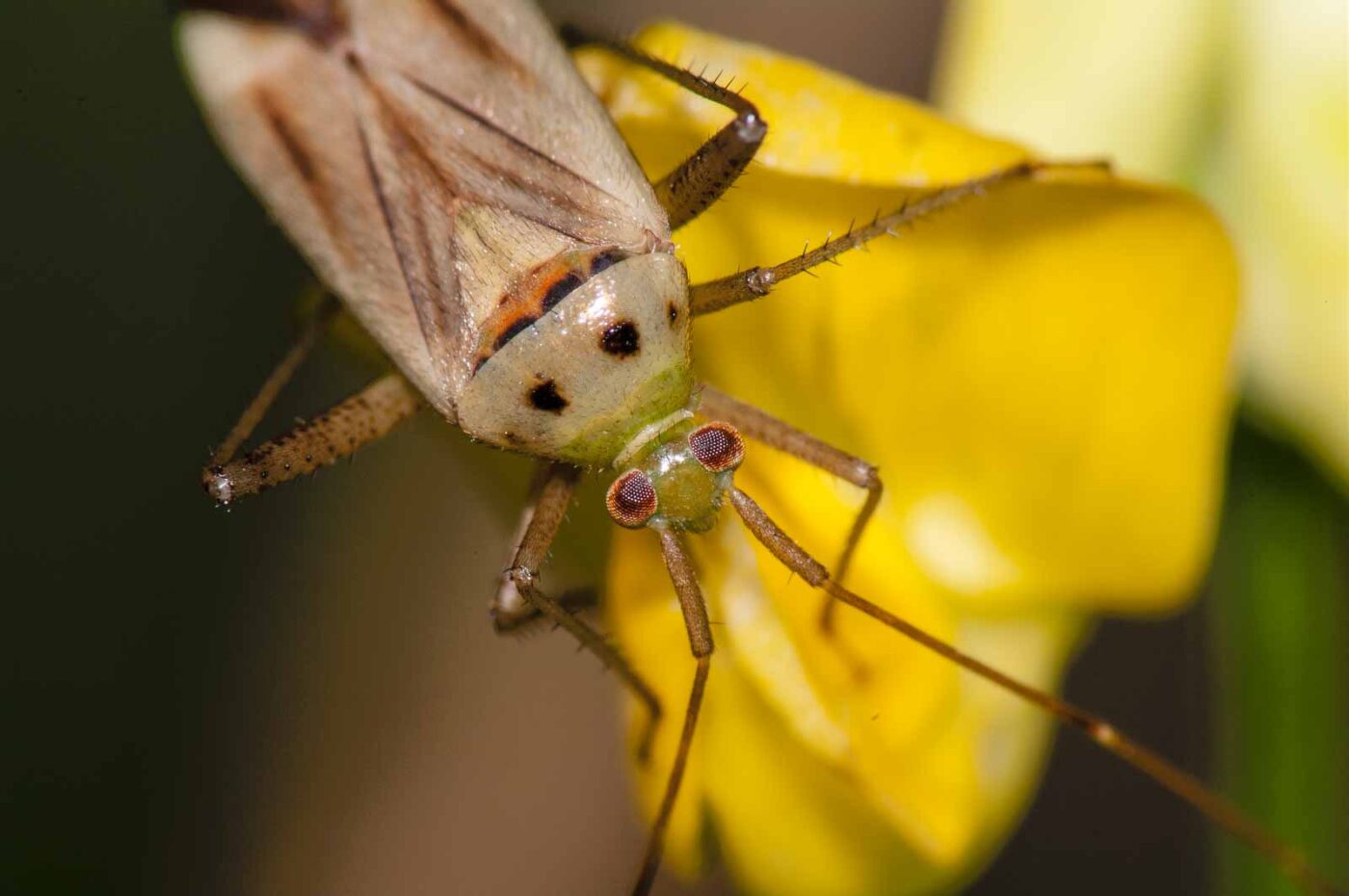 2017-08-23 - NSG Resser Wald und Emscherbruch