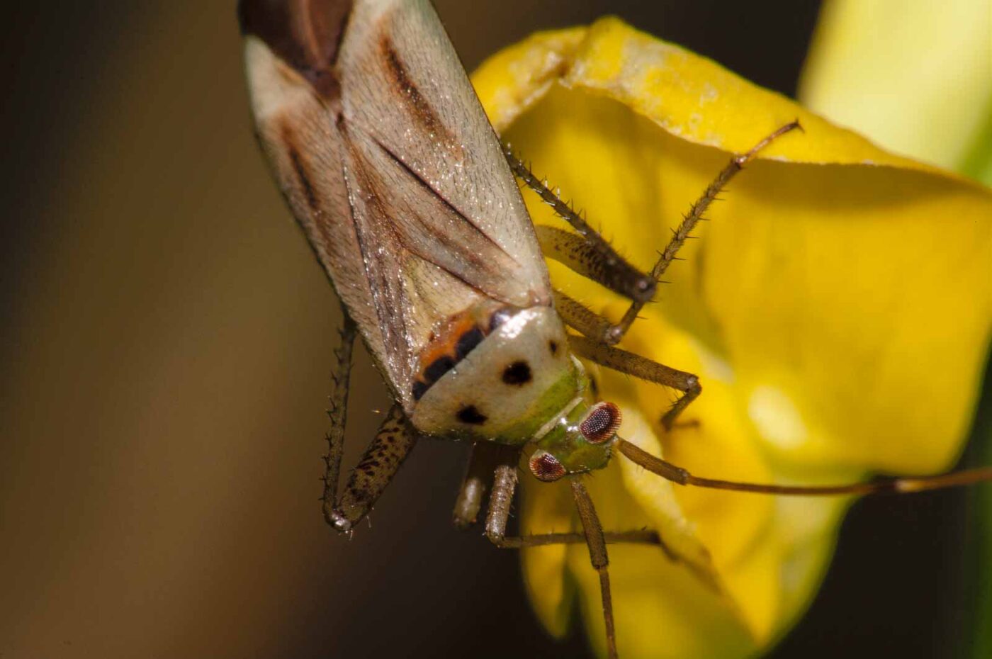2017-08-23 - NSG Resser Wald und Emscherbruch