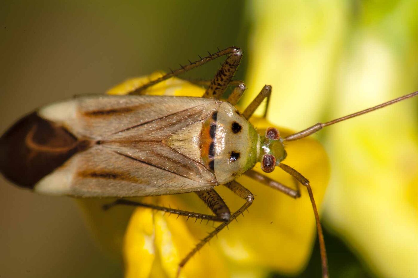 2017-08-23 - NSG Resser Wald und Emscherbruch