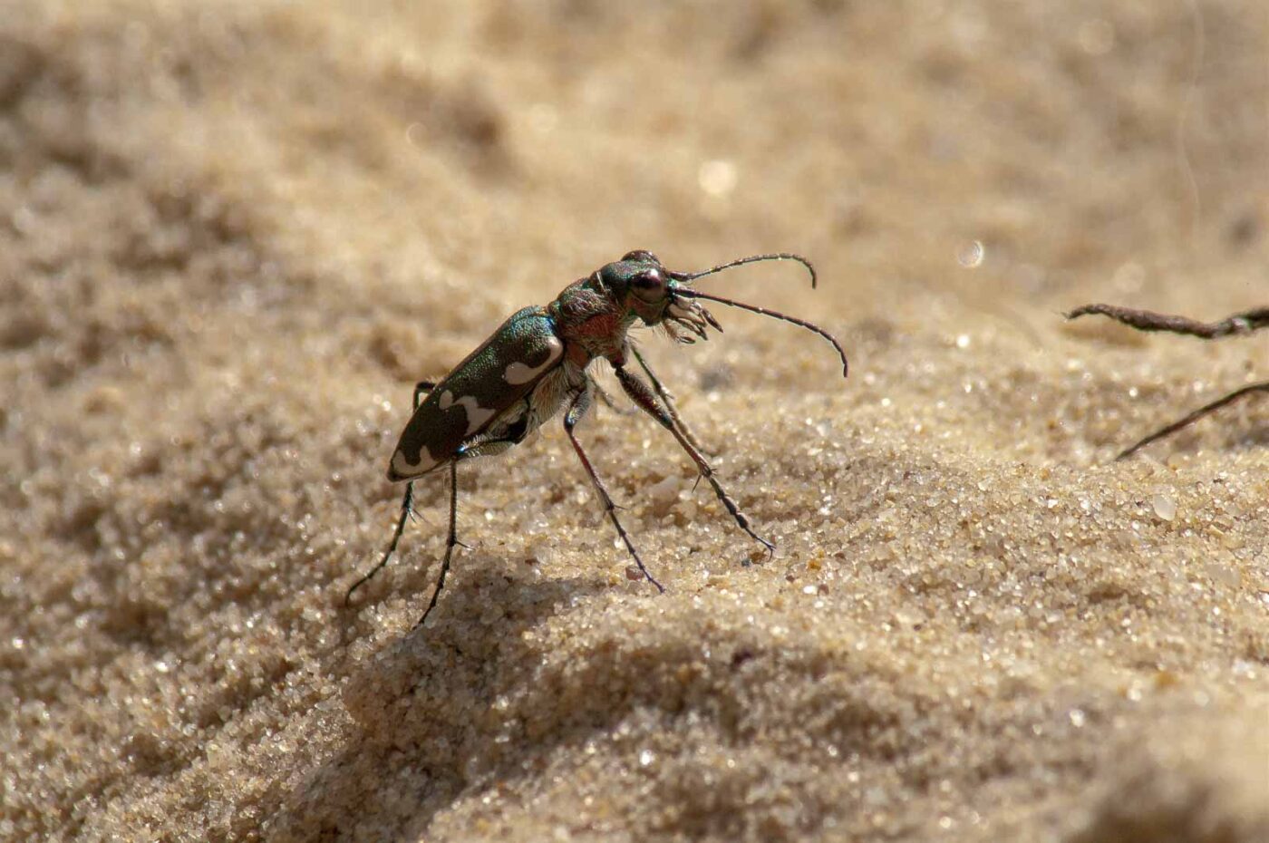 2017-08-23 - NSG Resser Wald und Emscherbruch