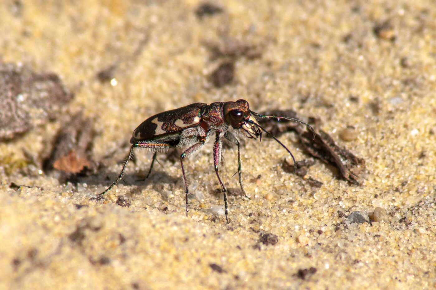 2017-08-23 - NSG Resser Wald und Emscherbruch
