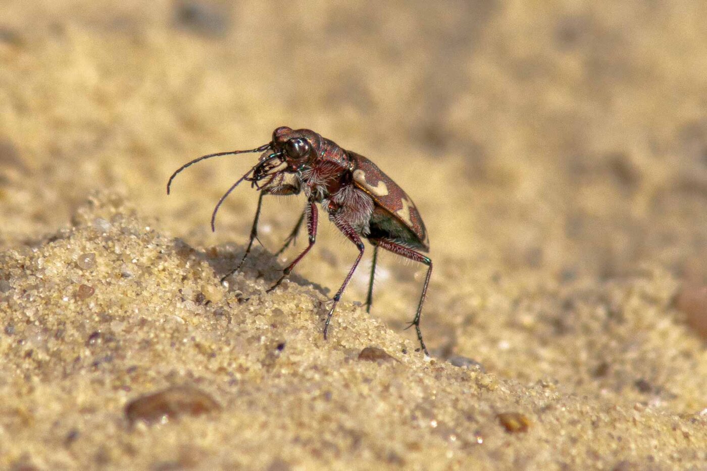 2017-08-23 - NSG Resser Wald und Emscherbruch