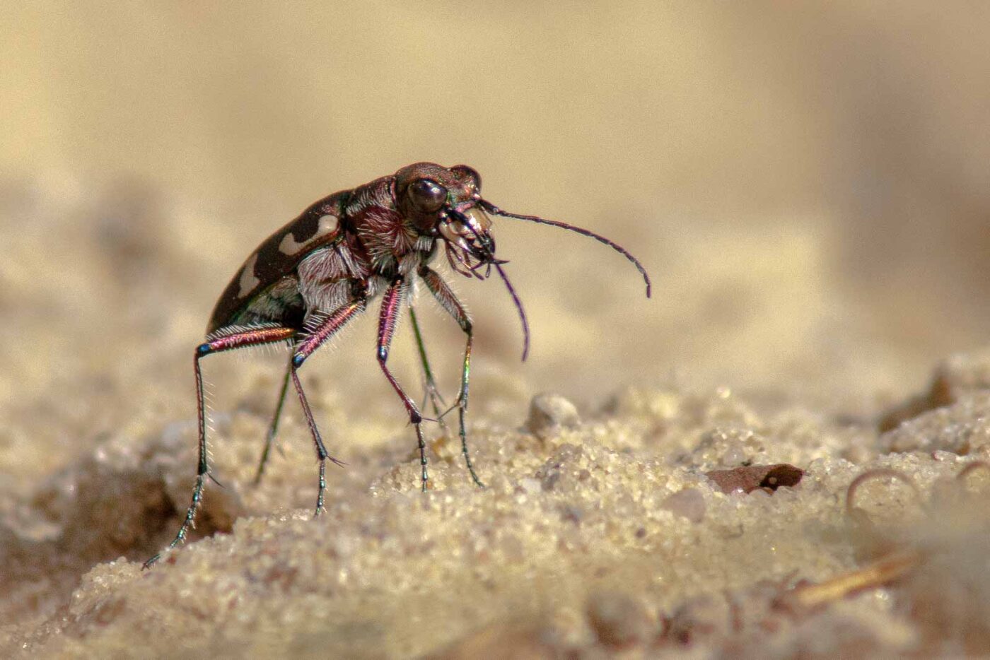 2017-08-23 - NSG Resser Wald und Emscherbruch