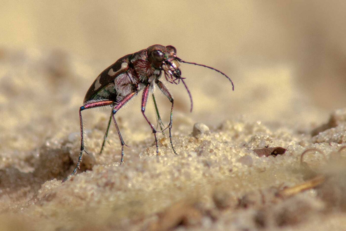 2017-08-23 - NSG Resser Wald und Emscherbruch