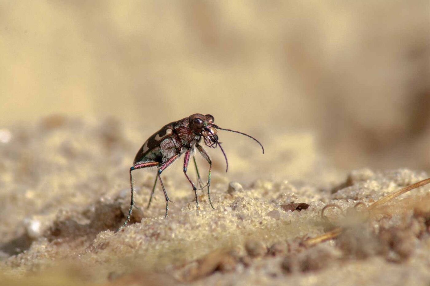 2017-08-23 - NSG Resser Wald und Emscherbruch