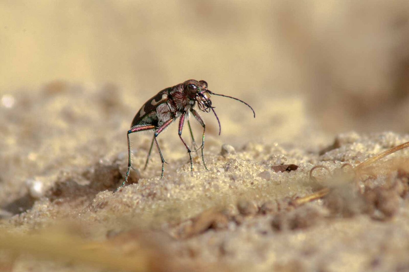 2017-08-23 - NSG Resser Wald und Emscherbruch