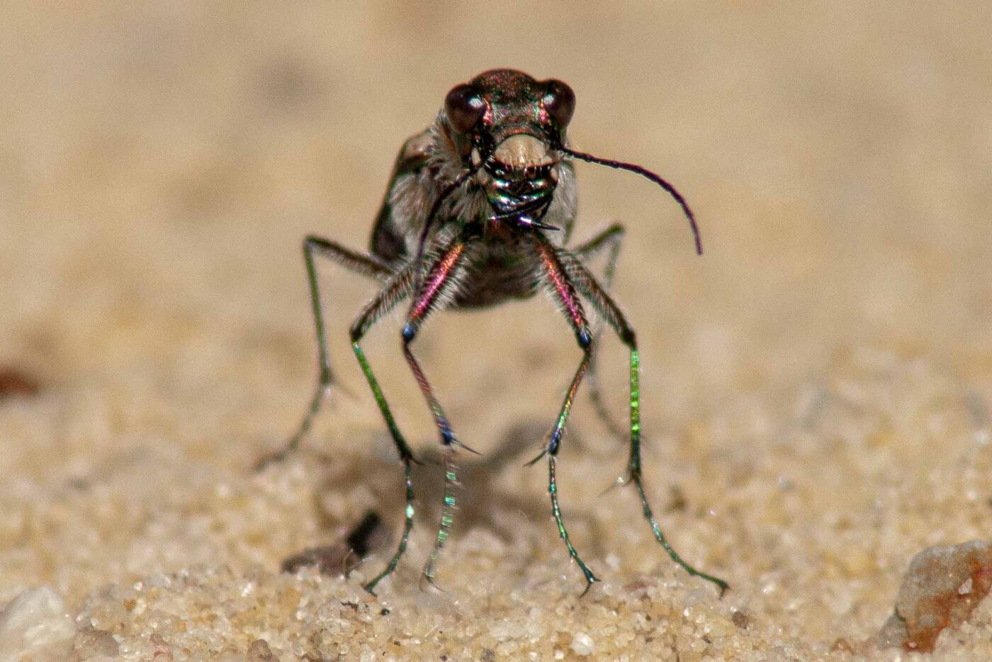 2017-08-23 - NSG Resser Wald und Emscherbruch