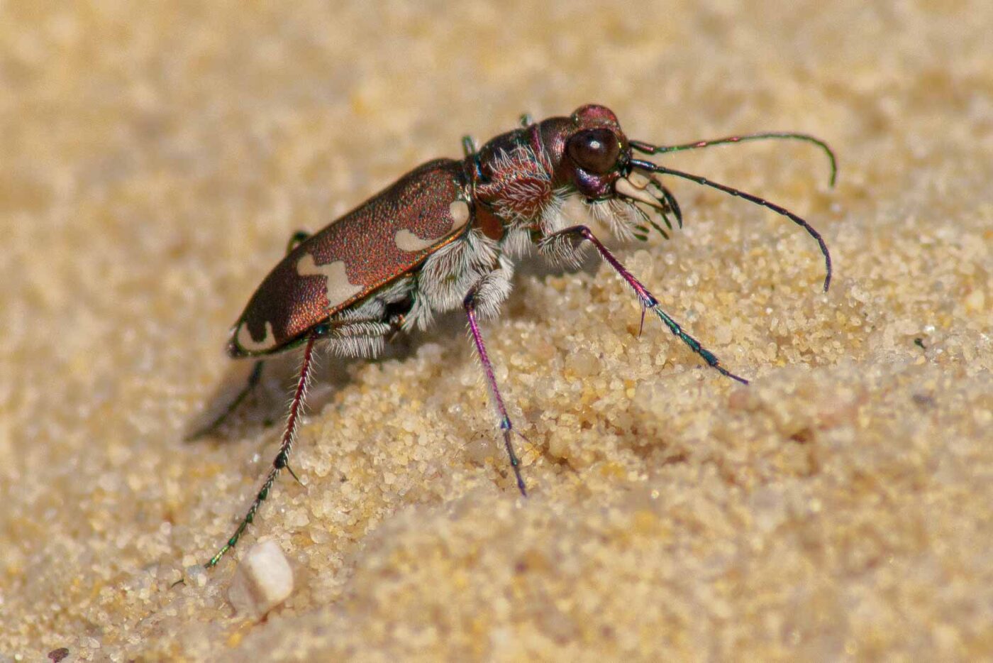 2017-08-23 - NSG Resser Wald und Emscherbruch