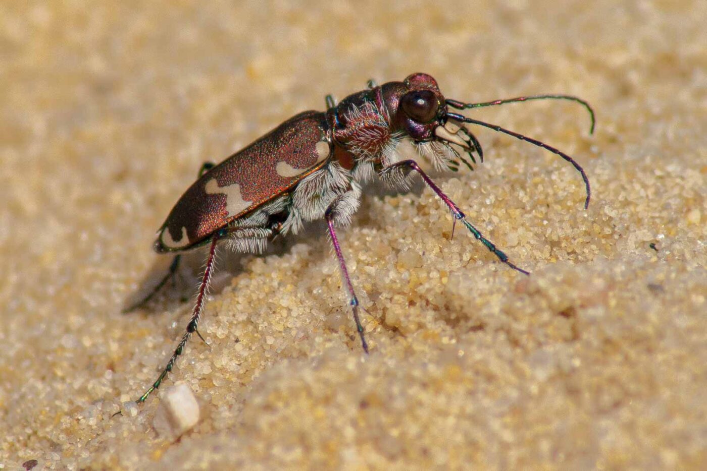 2017-08-23 - NSG Resser Wald und Emscherbruch