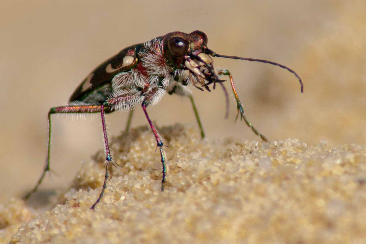 2017-08-23 - NSG Resser Wald und Emscherbruch