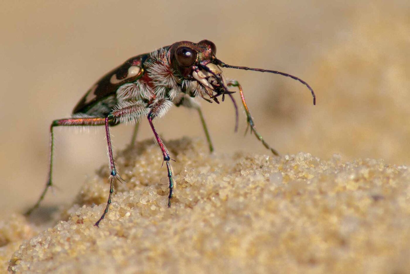 2017-08-23 - NSG Resser Wald und Emscherbruch