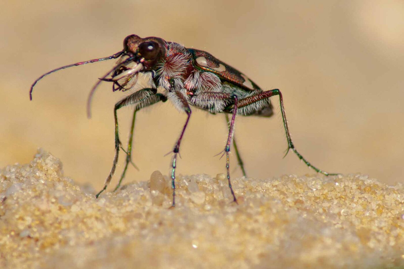 2017-08-23 - NSG Resser Wald und Emscherbruch