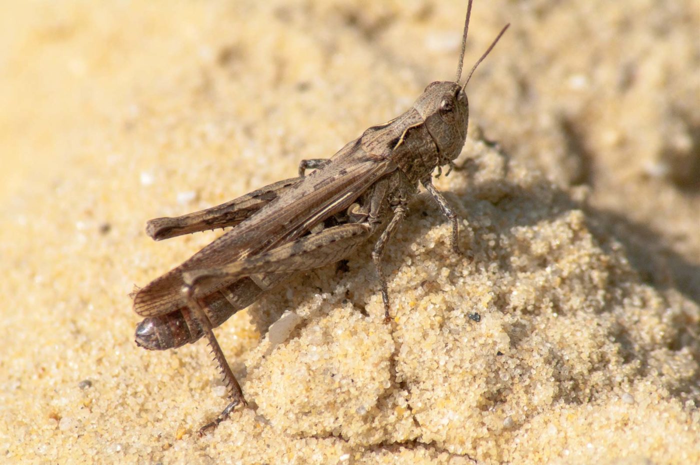 2017-08-23 - NSG Resser Wald und Emscherbruch