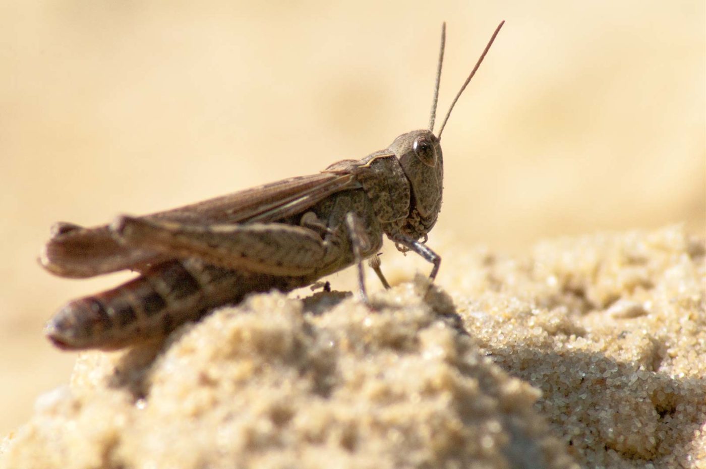 2017-08-23 - NSG Resser Wald und Emscherbruch