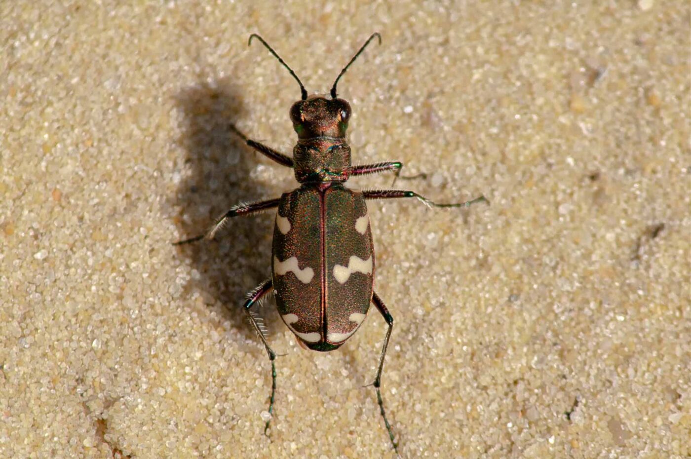 2017-08-23 - NSG Resser Wald und Emscherbruch