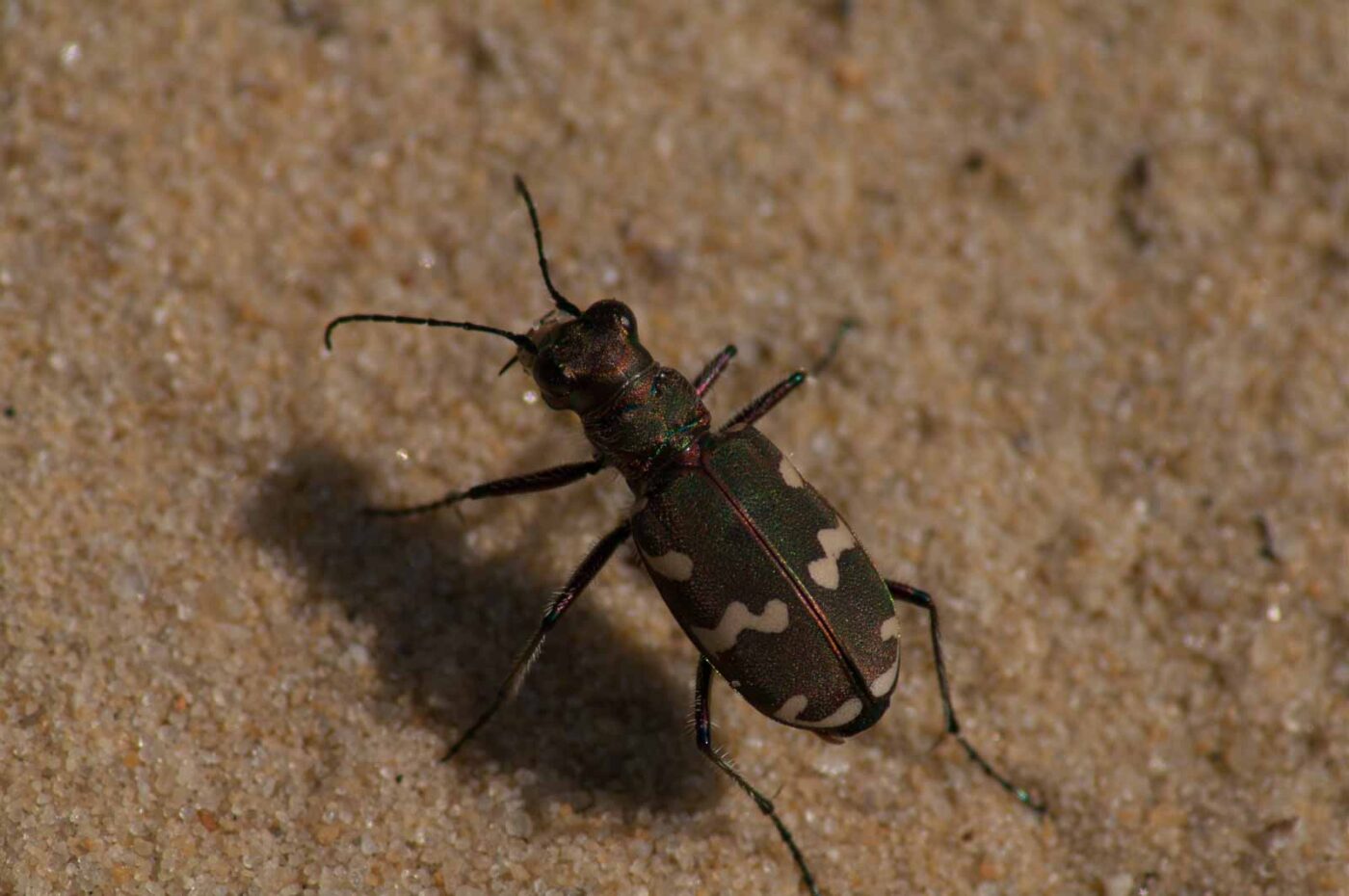 2017-08-23 - NSG Resser Wald und Emscherbruch