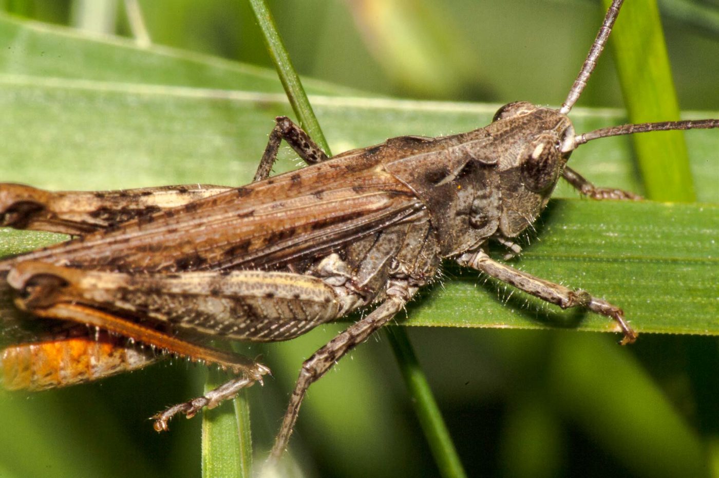 2017-08-23 - NSG Resser Wald und Emscherbruch