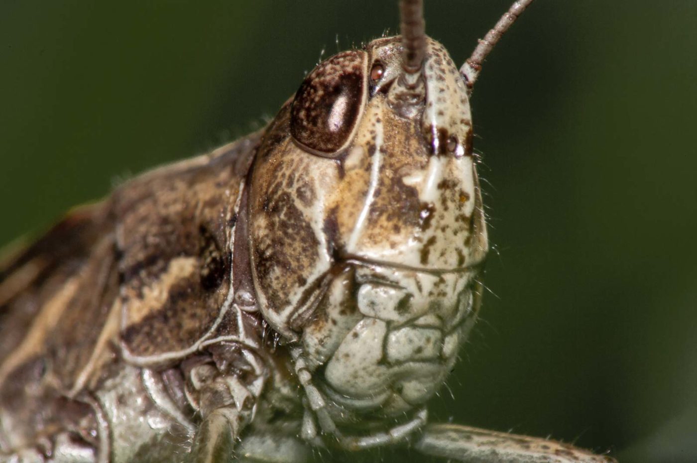 2017-08-23 - NSG Resser Wald und Emscherbruch