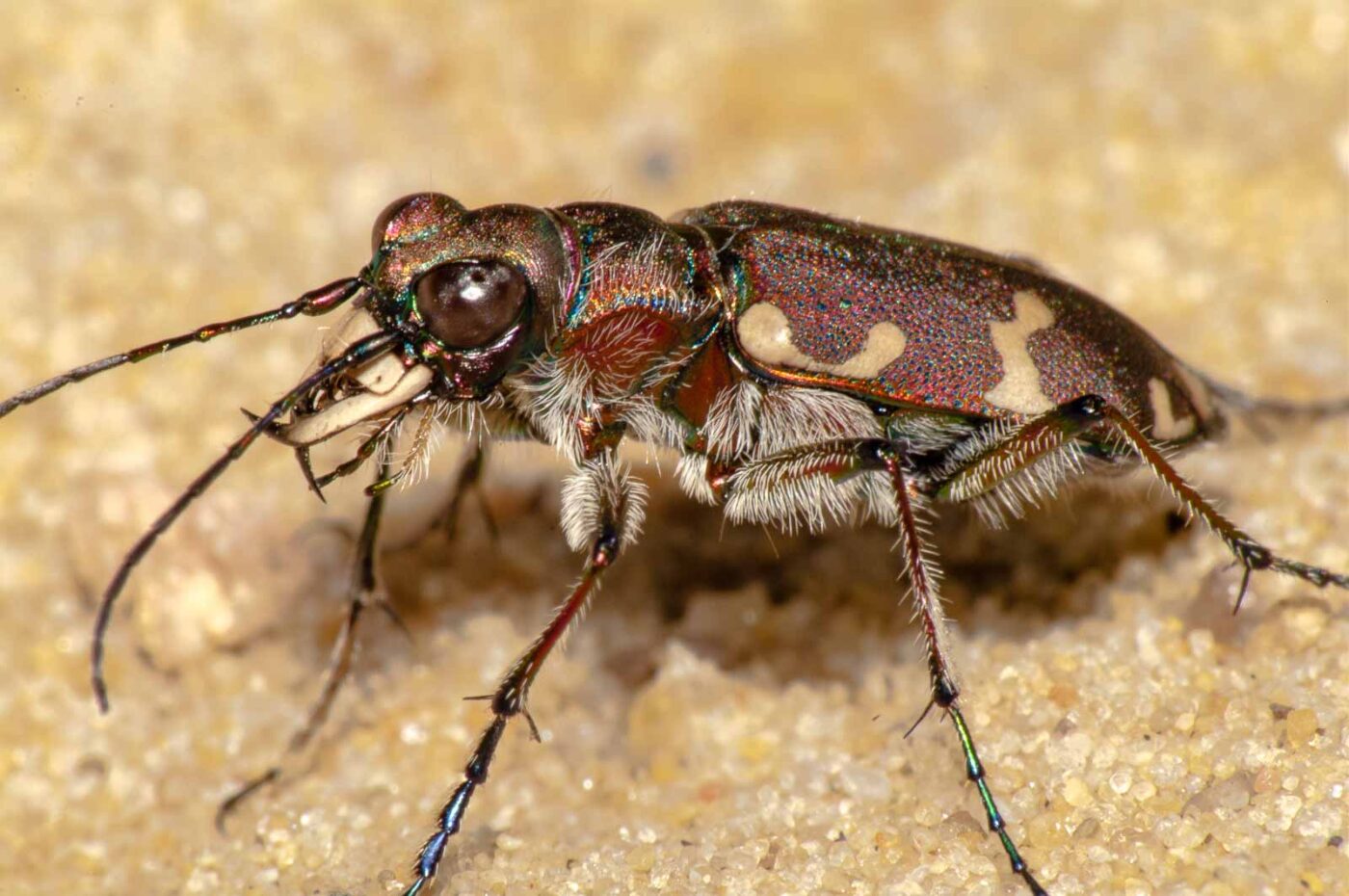 2017-08-23 - NSG Resser Wald und Emscherbruch