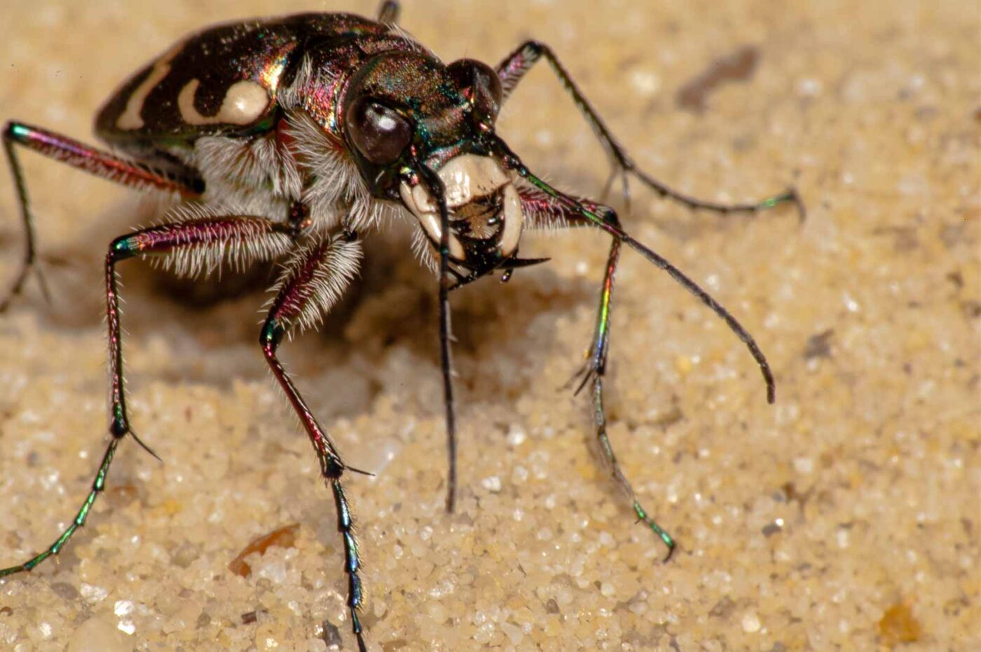2017-08-23 - NSG Resser Wald und Emscherbruch