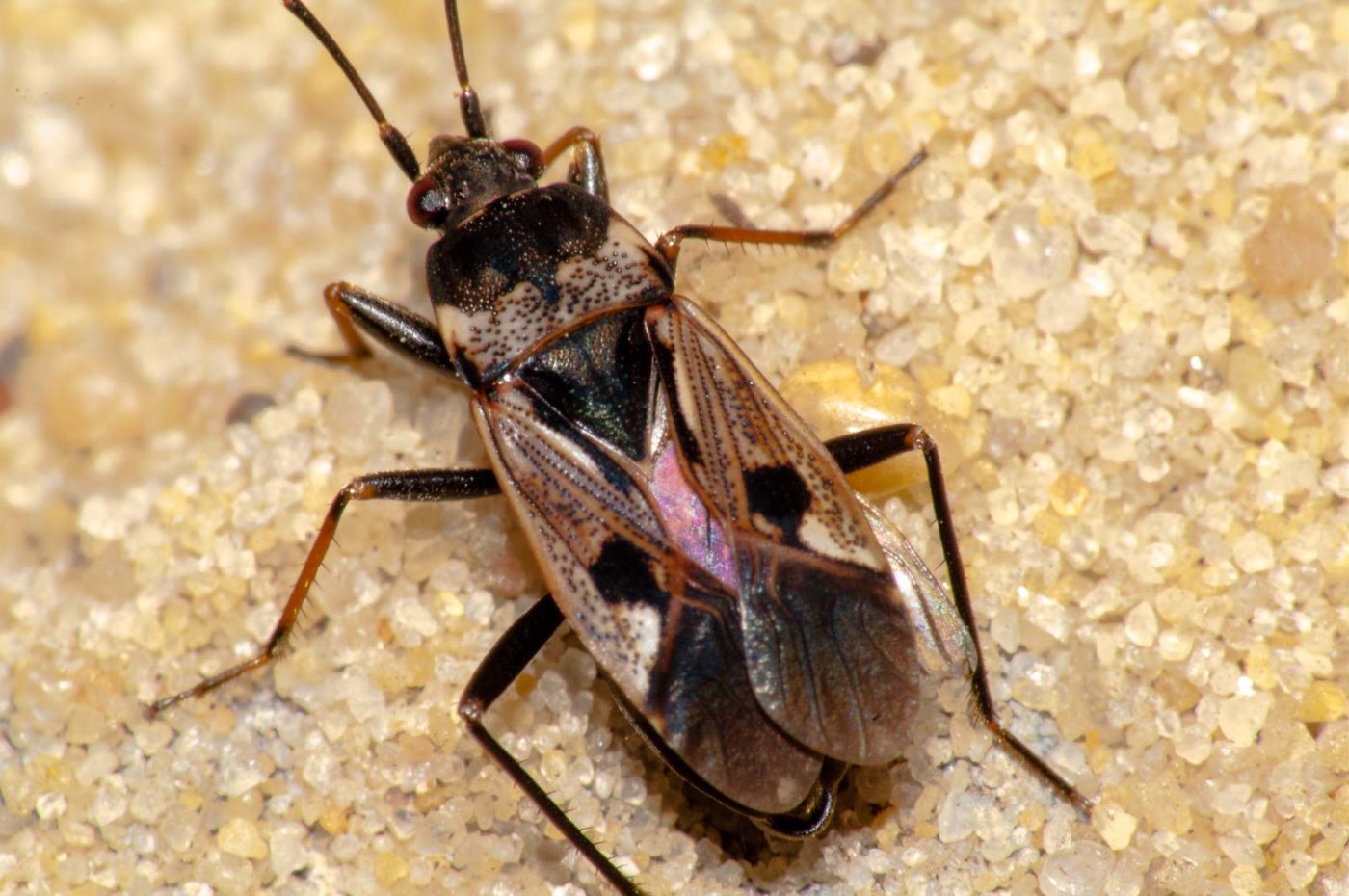 2017-08-23 - NSG Resser Wald und Emscherbruch