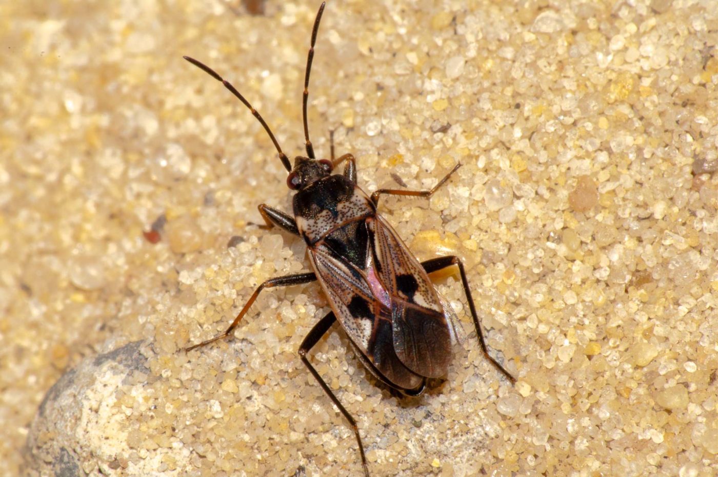 2017-08-23 - NSG Resser Wald und Emscherbruch