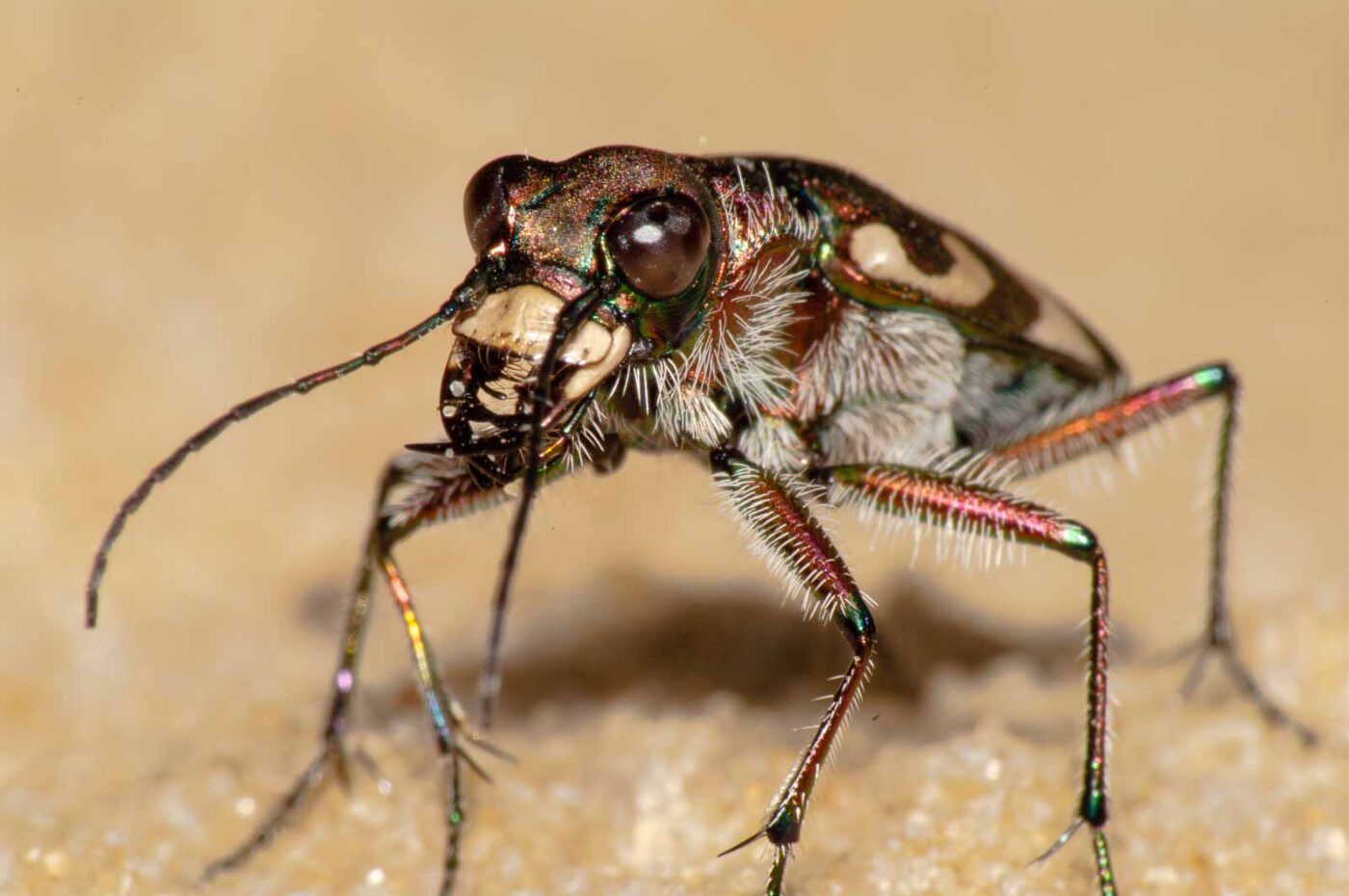 2017-08-23 - NSG Resser Wald und Emscherbruch