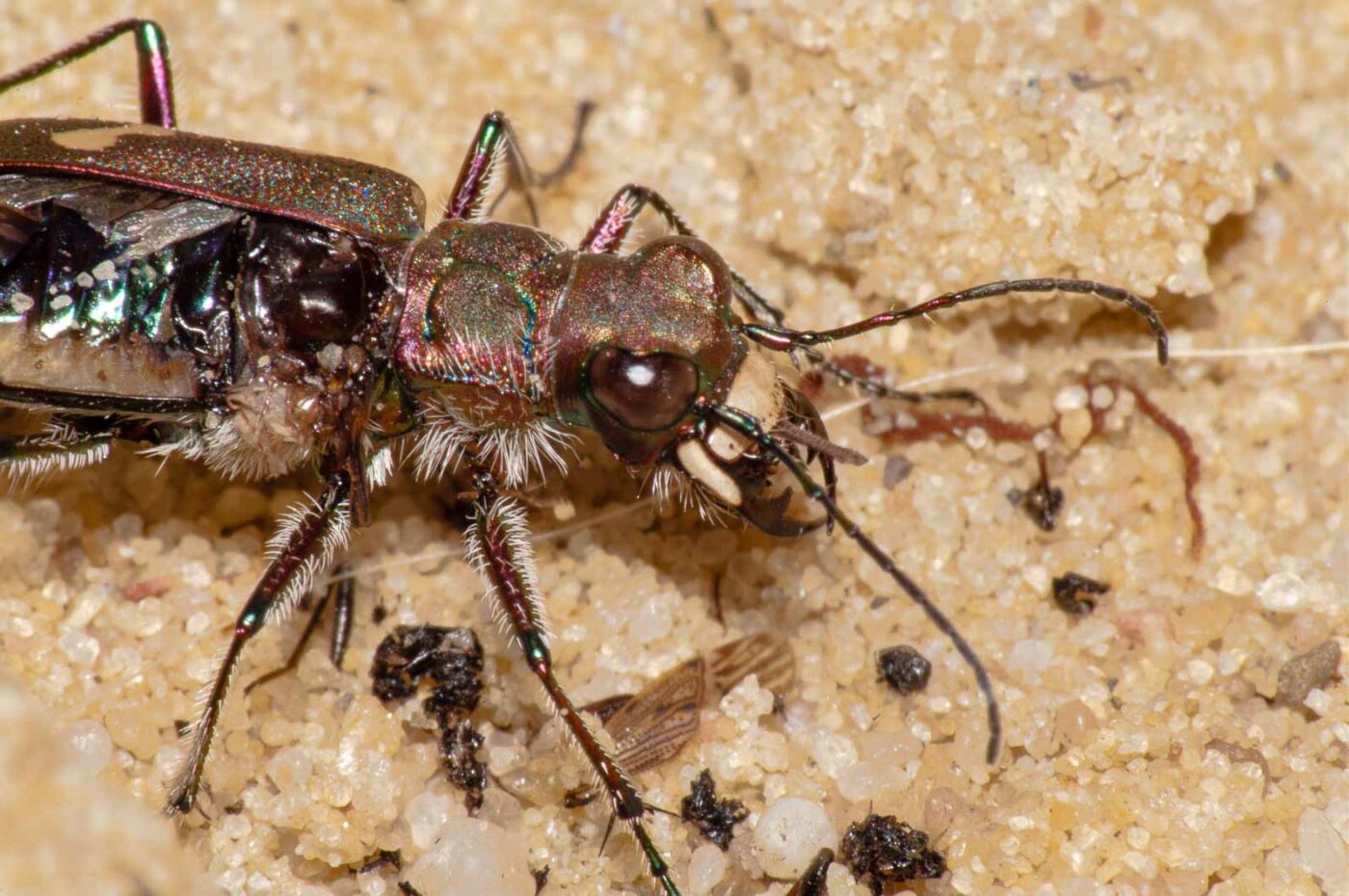 2017-08-23 - NSG Resser Wald und Emscherbruch
