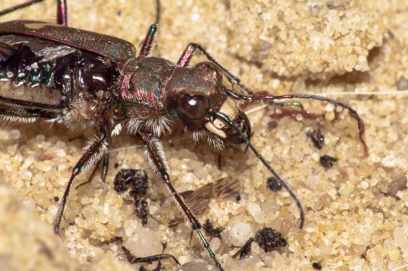 2017-08-23 - NSG Resser Wald und Emscherbruch