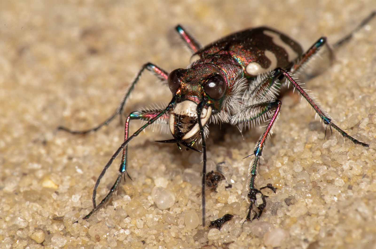 °dünen-sandlaufkäfer°