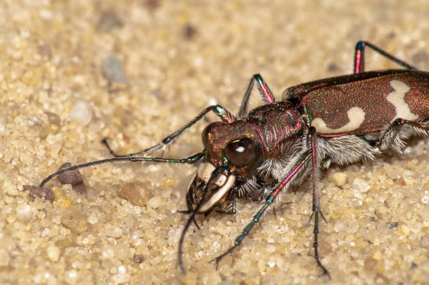 2017-08-23 - NSG Resser Wald und Emscherbruch