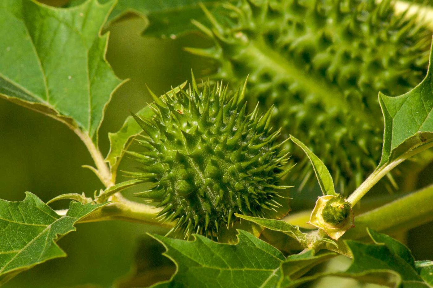 2017-08-23 - NSG Resser Wald und Emscherbruch