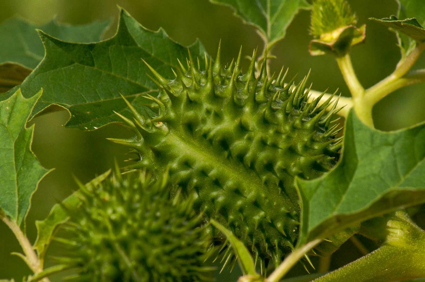 2017-08-23 - NSG Resser Wald und Emscherbruch